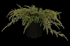 Repanda juniperus 100-125 - afbeelding 2