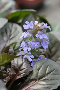 ajuga reptans P11 - afbeelding 2