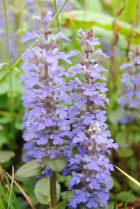 ajuga reptans P11 - afbeelding 3