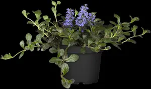 ajuga reptans P11 - afbeelding 5