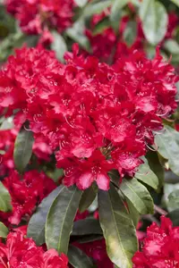 rhodo (arbor.) 'red jack' (40- 50cm) - afbeelding 3