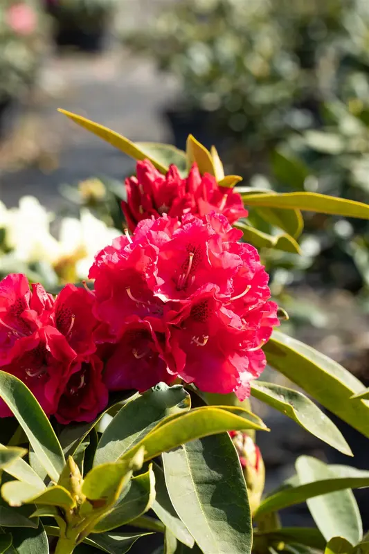 rhodo (arbor.) 'wilgen's ruby' (40- 50cm) - afbeelding 4