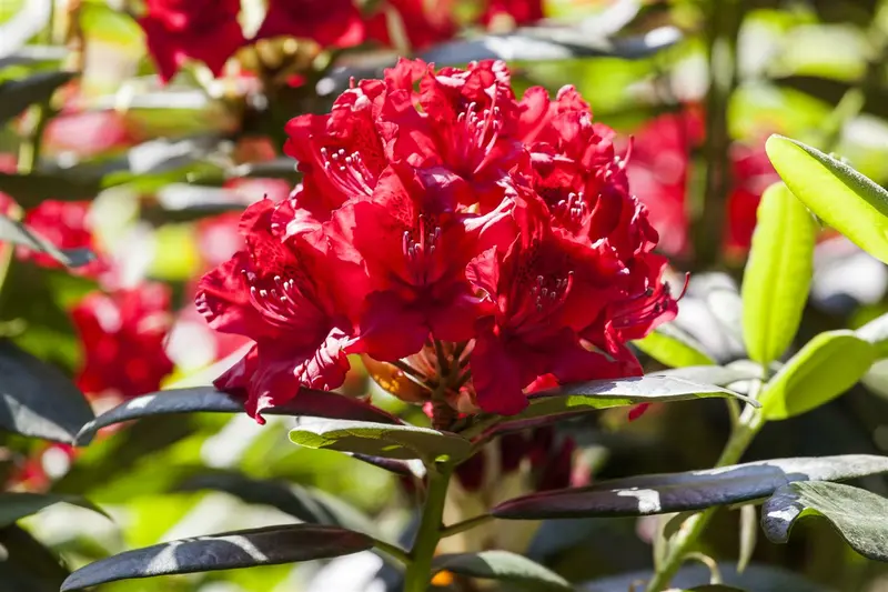 rhodo (arbor.) 'wilgen's ruby' (40- 50cm) - afbeelding 2