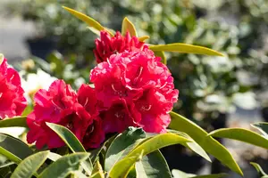 rhodo (arbor.) 'wilgen's ruby' (40- 50cm) - afbeelding 3