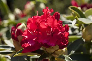 rhodo (arbor.) 'wilgen's ruby' (60- 80cm) - afbeelding 1