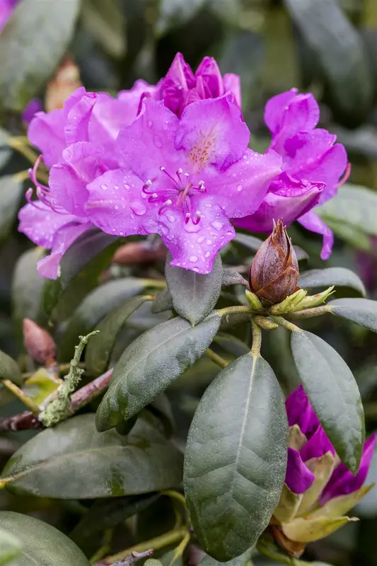 rhodo (catawb.) 'alfred' (40- 50cm) - afbeelding 3