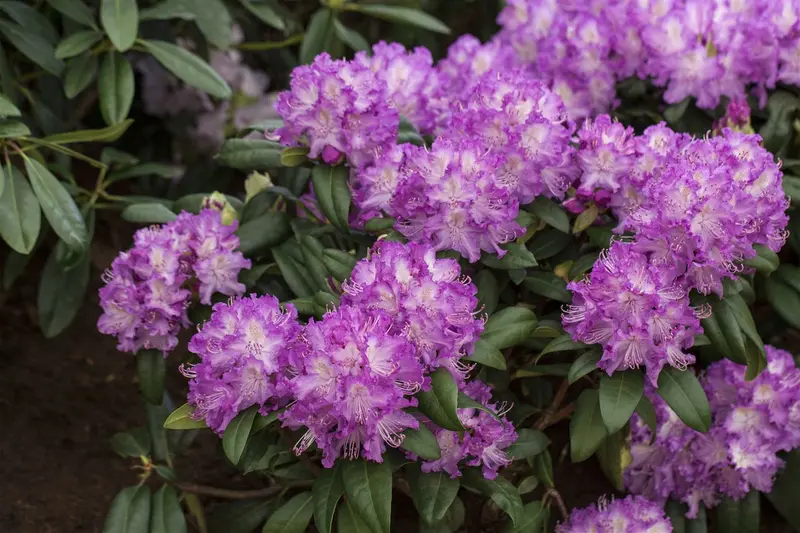 rhodo (catawb.) 'alfred' (40- 50cm) - afbeelding 1