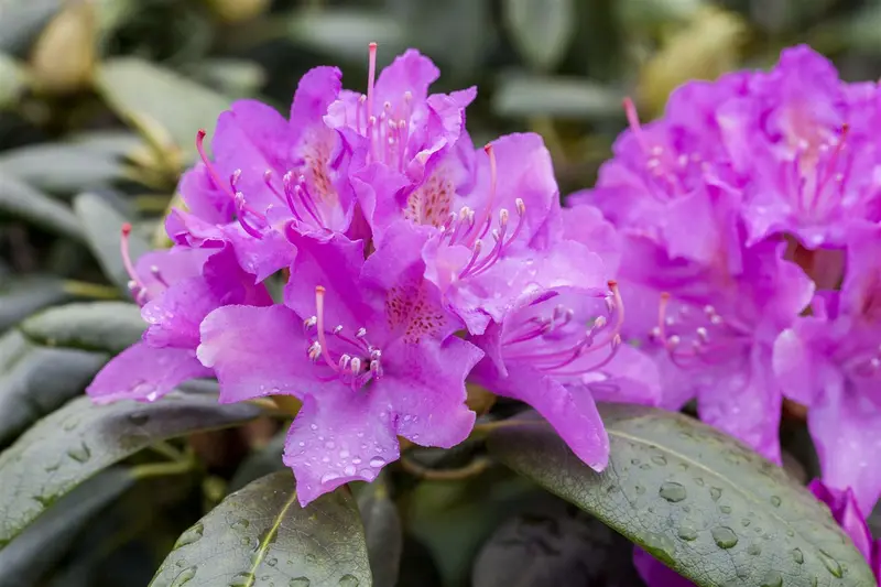 rhodo (catawb.) 'alfred' (40- 50cm) - afbeelding 4