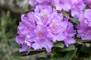 rhodo (catawb.) 'alfred' (40- 50cm) - afbeelding 5