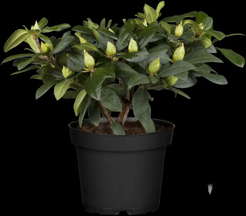 rhodo (catawb.) 'alfred' (40- 50cm) - afbeelding 2