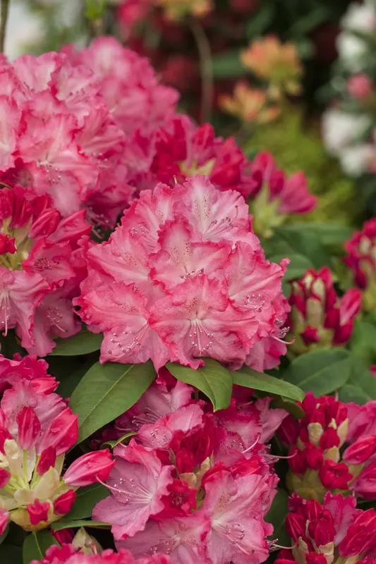 rhodo (catawb.) 'germania' (60- 80cm) - afbeelding 1