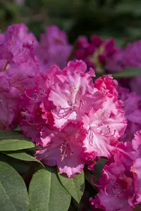 rhodo (catawb.) 'germania' (60- 80cm) - afbeelding 3