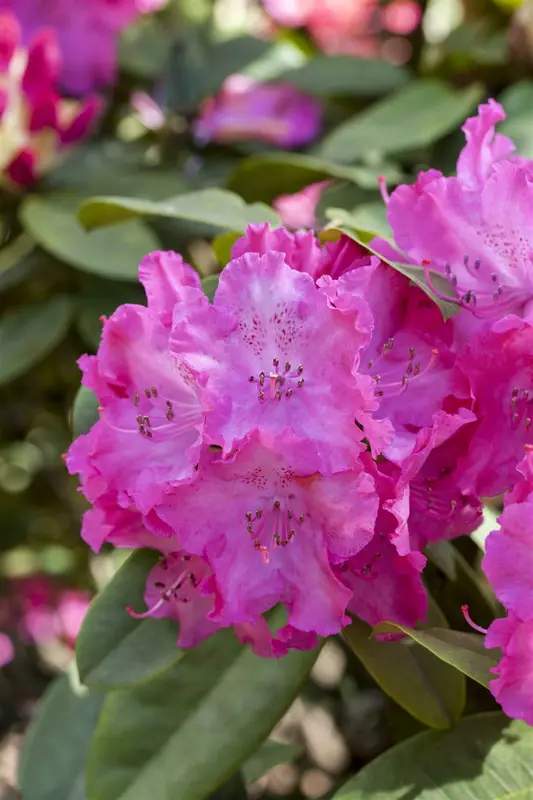 rhodo (catawb.) 'germania' (60- 80cm) - afbeelding 4