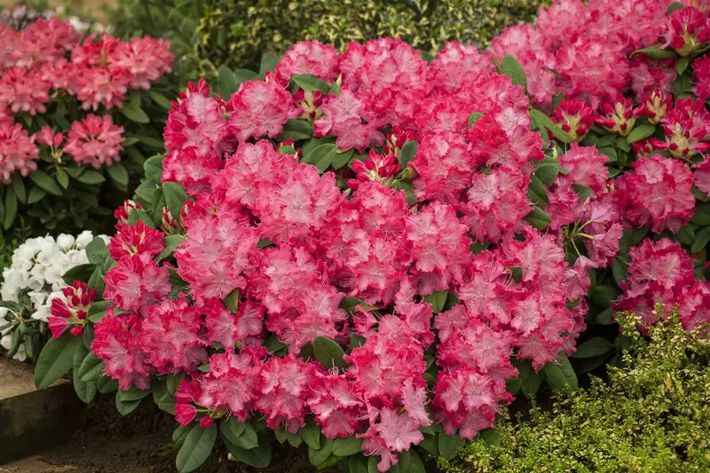 rhodo (catawb.) 'germania' (60- 80cm) - afbeelding 2