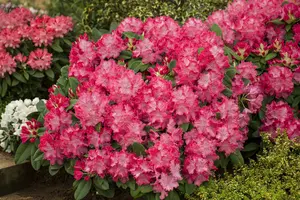 rhodo (catawb.) 'germania' (60- 80cm) - afbeelding 2