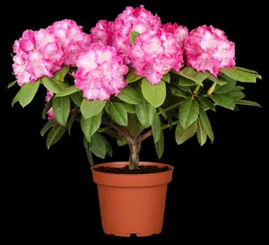 rhodo (catawb.) 'germania' (60- 80cm) - afbeelding 5