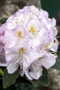 rhodo (catawb.) 'gomer waterer' (40- 50cm) - afbeelding 5