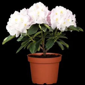 rhodo (catawb.) 'gomer waterer' (40- 50cm) - afbeelding 4