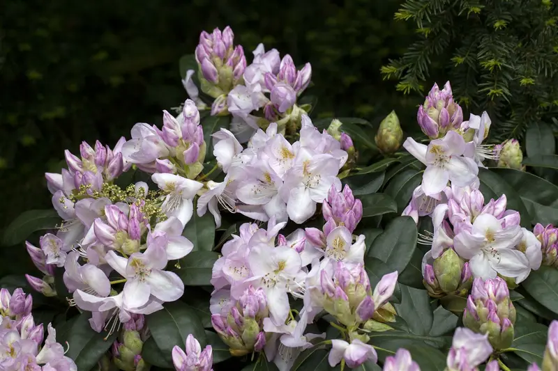 rhodo (catawb.) 'gomer waterer' (60- 80cm) - afbeelding 1