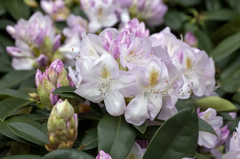 rhodo (catawb.) 'gomer waterer' (60- 80cm) - afbeelding 2