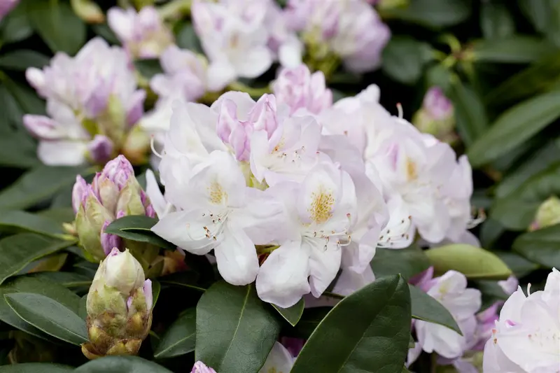 rhodo (catawb.) 'gomer waterer' (60- 80cm) - afbeelding 3