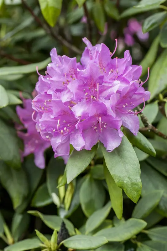 rhodo (catawb.) 'grandiflorum' (40- 50cm) - afbeelding 5