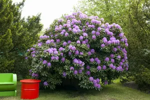 rhodo (catawb.) 'grandiflorum' (40- 50cm) - afbeelding 3