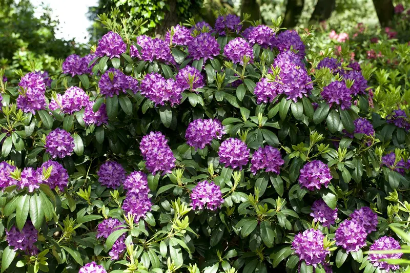 rhodo (catawb.) 'grandiflorum' (40- 50cm) - afbeelding 4