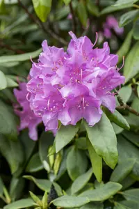 rhodo (catawb.) 'grandiflorum' (60- 80cm) - afbeelding 5