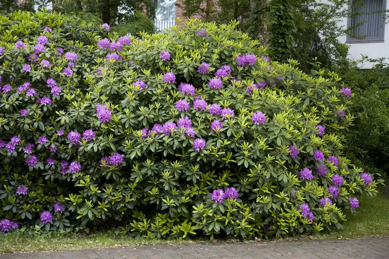 rhodo (catawb.) 'grandiflorum' (60- 80cm) - afbeelding 1