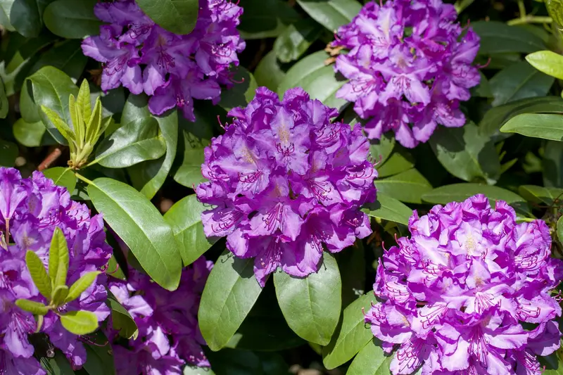 rhodo (catawb.) 'grandiflorum' (60- 80cm) - afbeelding 2