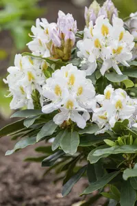 rhodo (catawb.) 'madame masson' (40- 50cm) - afbeelding 3