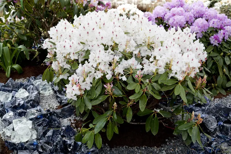 rhodo (catawb.) 'madame masson' (40- 50cm) - afbeelding 1