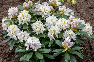 rhodo (catawb.) 'madame masson' (40- 50cm) - afbeelding 2