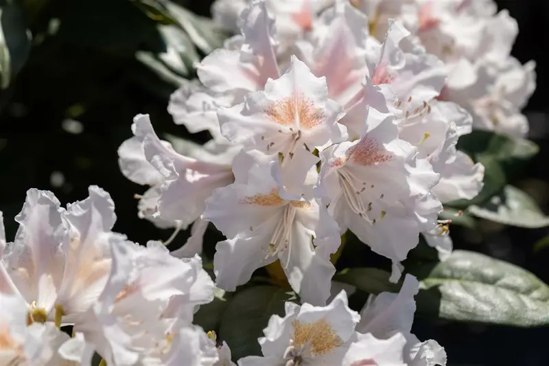 rhodo (catawb.) 'madame masson' (40- 50cm) - afbeelding 5