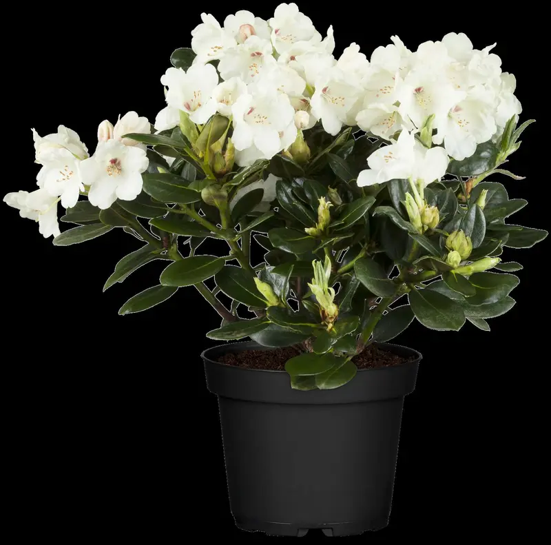 rhodo (catawb.) 'madame masson' (40- 50cm) - afbeelding 4