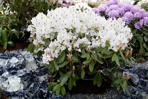 rhodo (catawb.) 'madame masson' (60- 80cm) - afbeelding 1