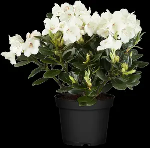 rhodo (catawb.) 'madame masson' (60- 80cm) - afbeelding 4