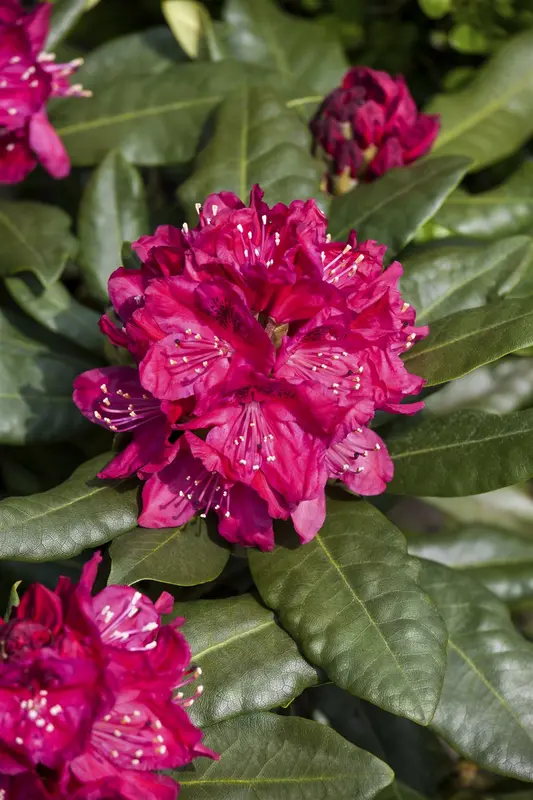 rhodo (catawb.) 'nova zembla' (40- 50cm) - afbeelding 3