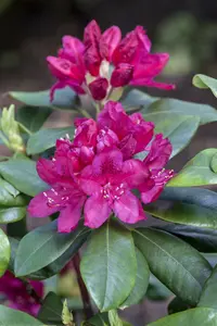 rhodo (catawb.) 'nova zembla' (40- 50cm) - afbeelding 5