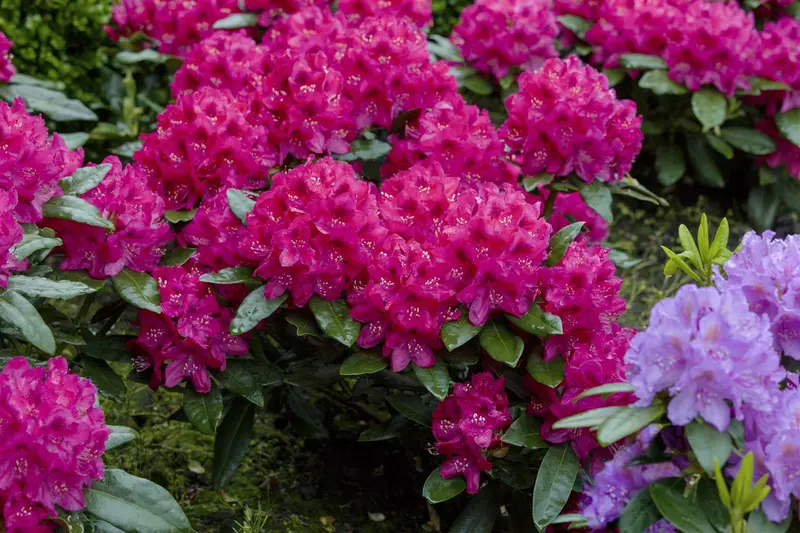 rhodo (catawb.) 'nova zembla' (40- 50cm) - afbeelding 2