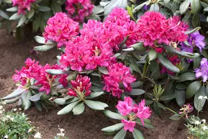 rhodo (catawb.) 'nova zembla' (60- 80cm) - afbeelding 1