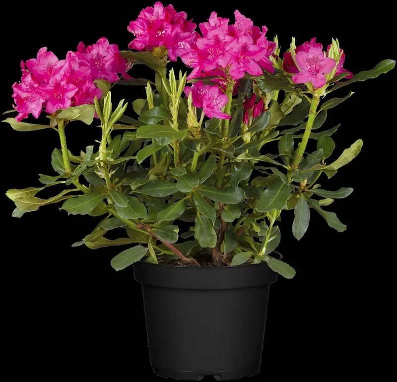 rhodo (catawb.) 'nova zembla' (60- 80cm) - afbeelding 4