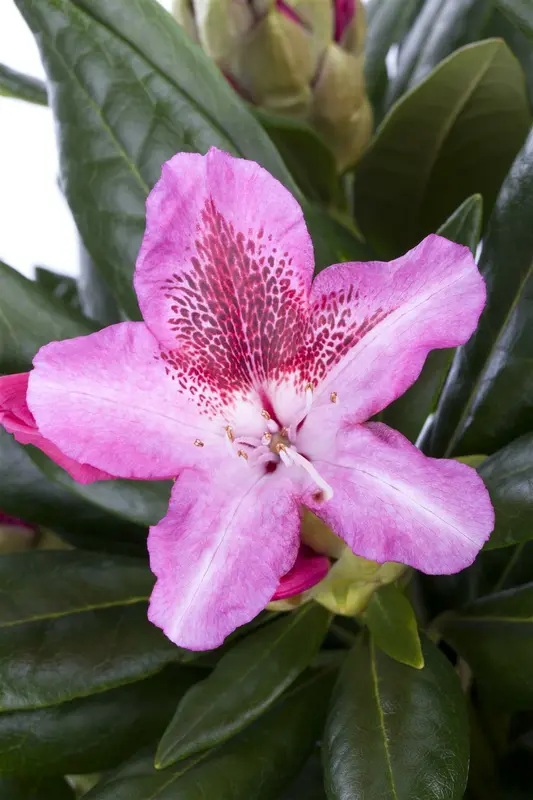 rhodo (caucas.) 'cosmopolitan' (40- 50cm) - afbeelding 2