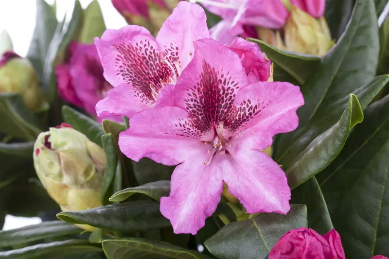 rhodo (caucas.) 'cosmopolitan' (40- 50cm) - afbeelding 3