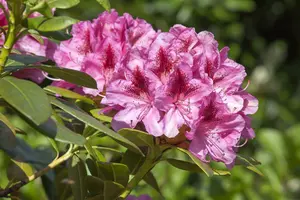 rhodo (caucas.) 'cosmopolitan' (40- 50cm) - afbeelding 5