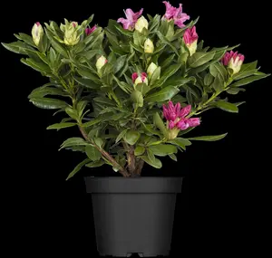 rhodo (caucas.) 'cosmopolitan' (40- 50cm) - afbeelding 4