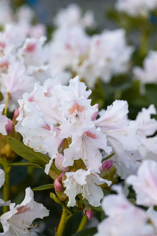 rhodo (caucas.) 'cunningham's white' (40- 50cm) - afbeelding 5