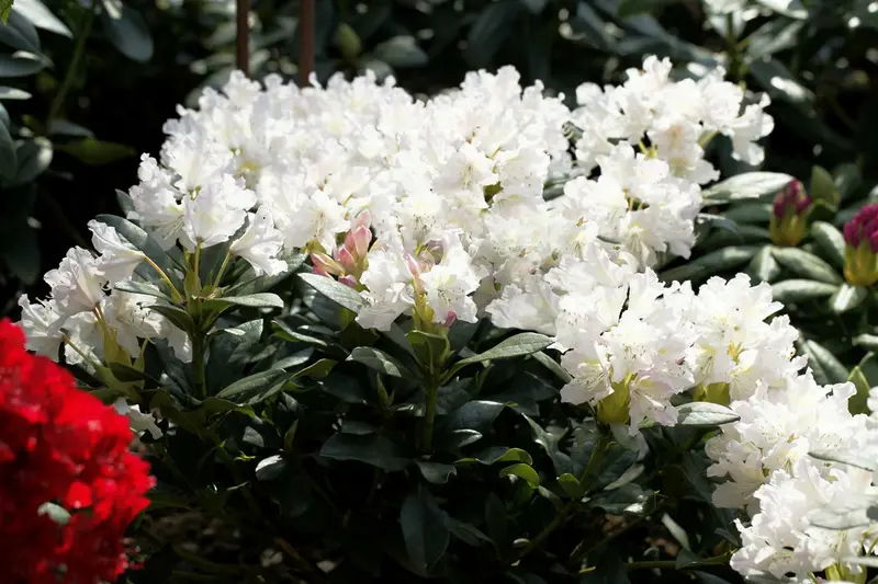 rhodo (caucas.) 'cunningham's white' (40- 50cm) - afbeelding 3