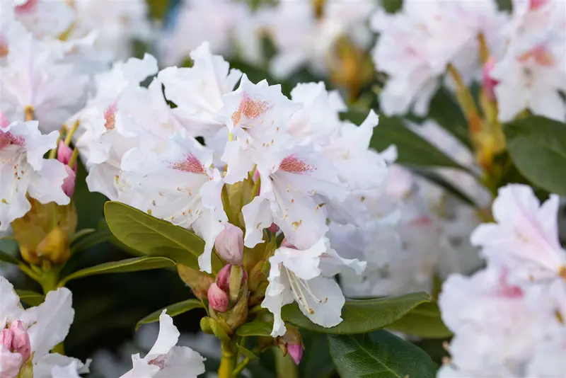 rhodo (caucas.) 'cunningham's white' (40- 50cm) - afbeelding 4